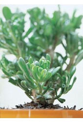 Crassula Horntree L