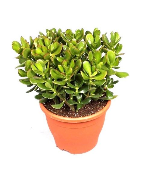 Crassula