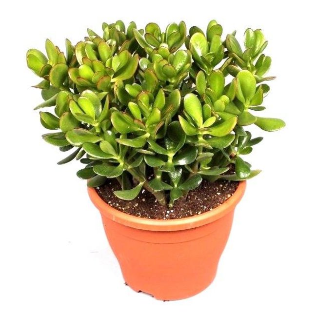 Crassula Ovata M