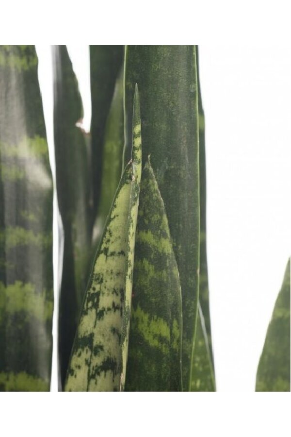 Sansevieria in Claire