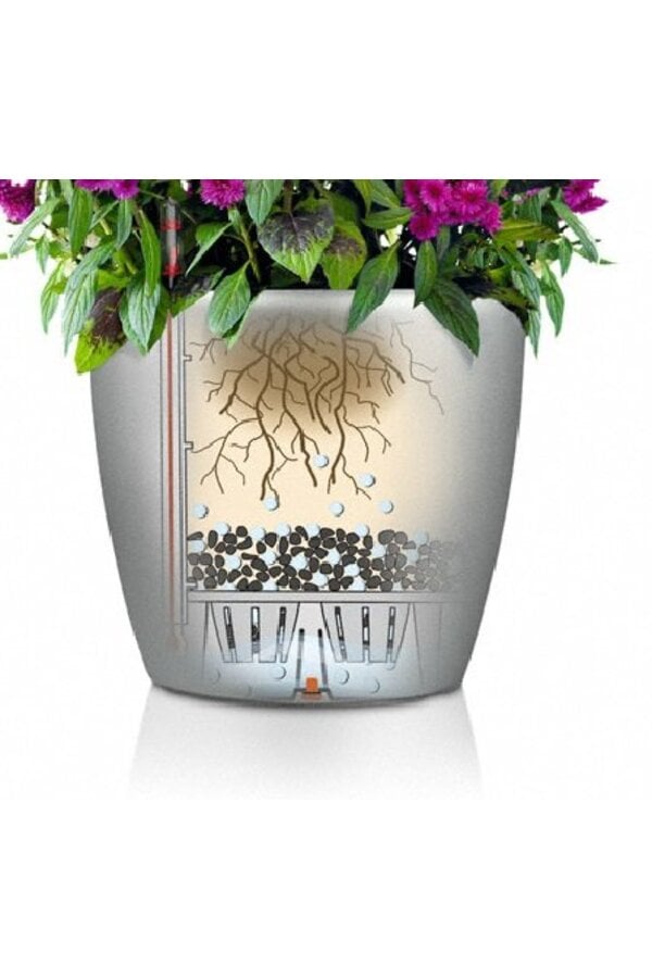 Dracaena lemon line in zelfwatergevende Classico