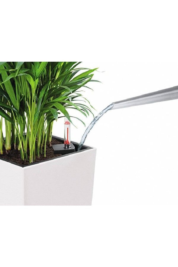 Sansevieria in zelfwatergevende Cube