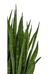 Sansevieria Kirkii in Zelfwatergevende Deltini