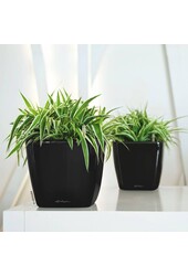 Spiderplant in zelfwatergevende Quadro