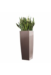Sansevieria in Zelfwatergevende Alto