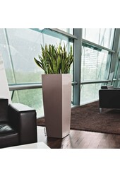 Sansevieria in Zelfwatergevende Alto