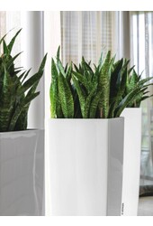 Sansevieria Cylinder Zelfwatergevende Alto