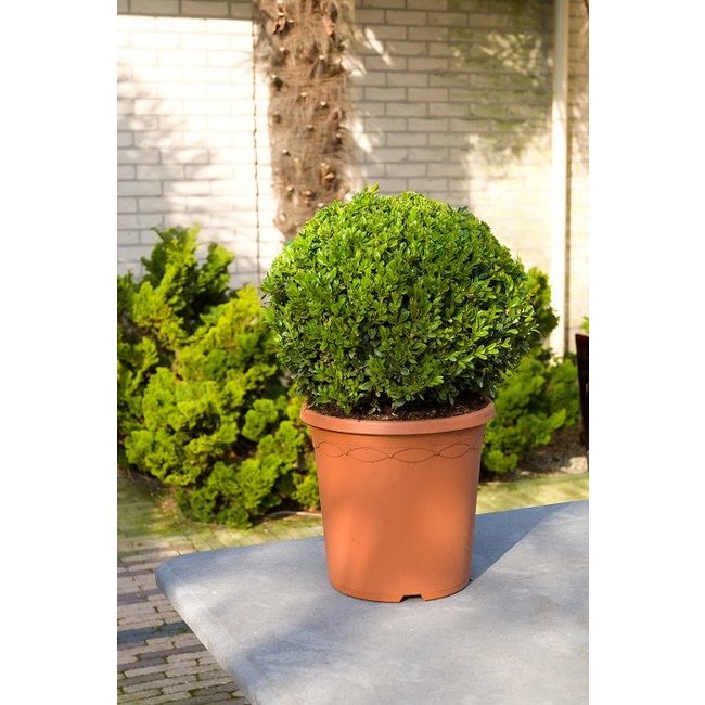 Buxus sempervirens M