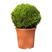 Buxus