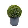 Buxus sempervirens L