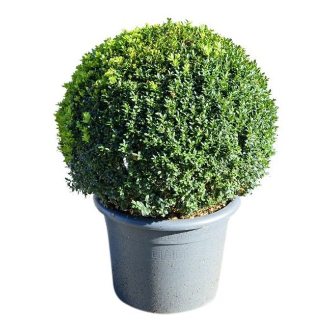 het einde Wanten Is aan het huilen Jouw Buxus Kopen? - Fleurdirect