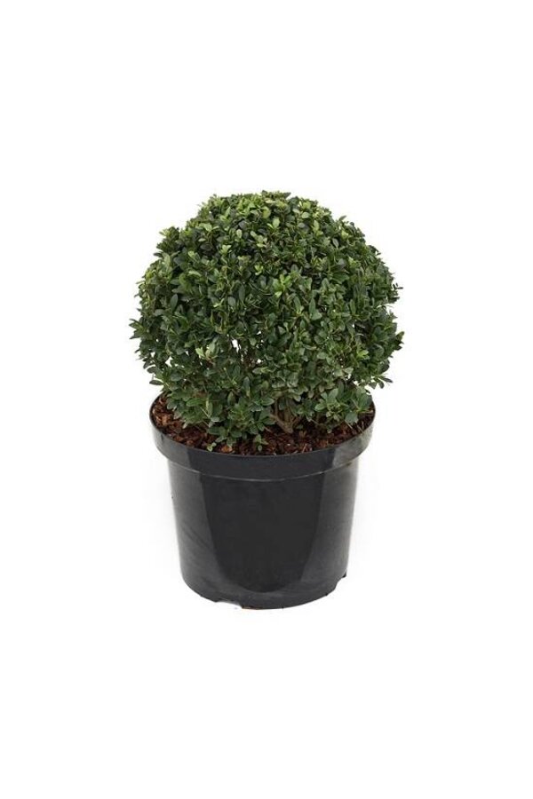 Ilex crenata convexa Bol S