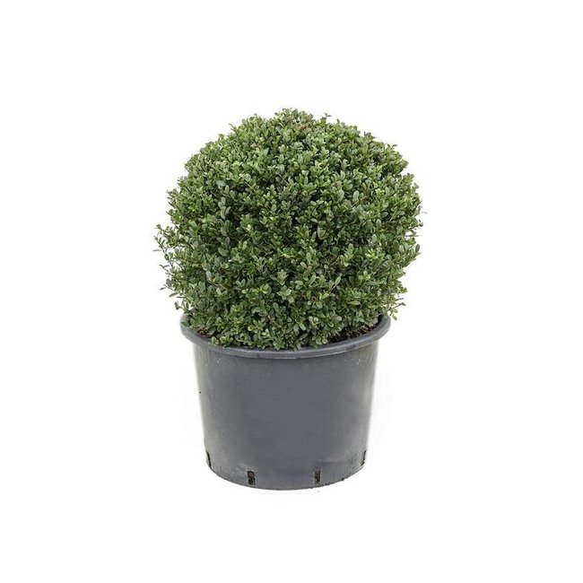 Ilex crenata convexa Bol M