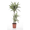 Dracaena White Stripe M