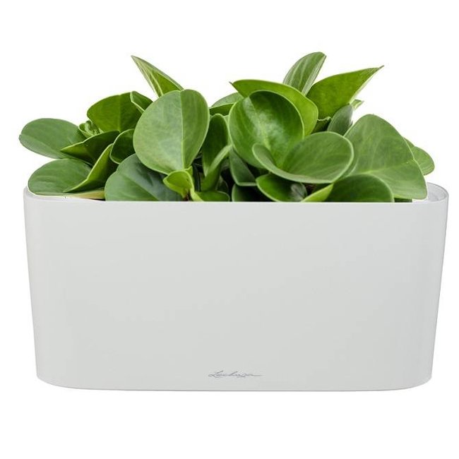 Peperomia dwergpeper In Zelfwatergevende Delta