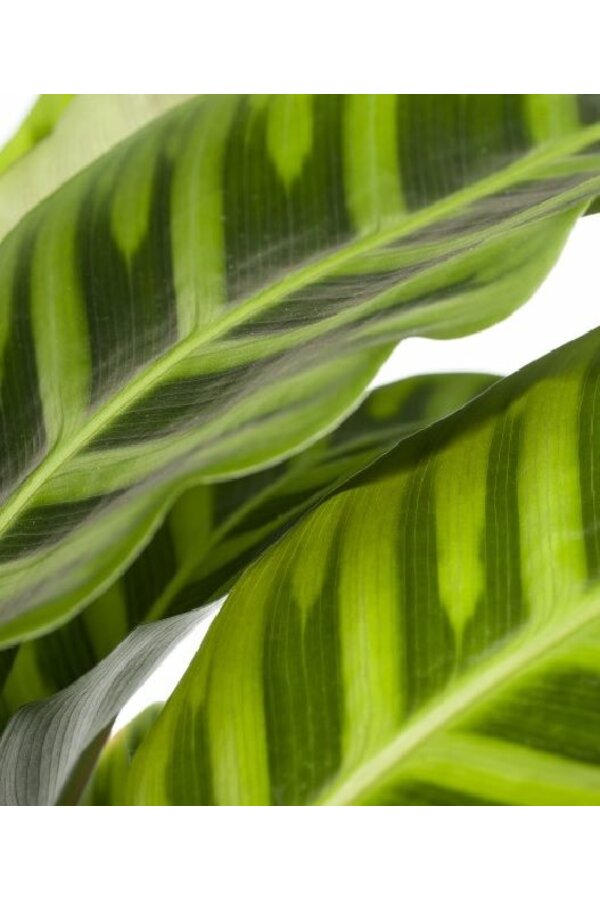 Calathea zebrina