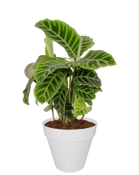 Elho Elho | Calathea