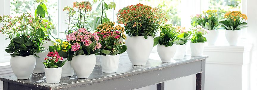 Woonplant maand juli: Kalanchoë