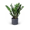 Zamioculcas Duinplant in Charlie pot