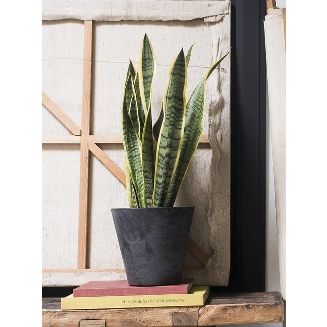 Sansevieria Vrouwentong In Claire