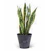 Sansevieria Vrouwentong In Claire