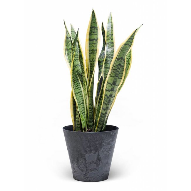 Sansevieria Vrouwentong In Claire