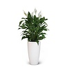 Lepelplant large in Elho pot