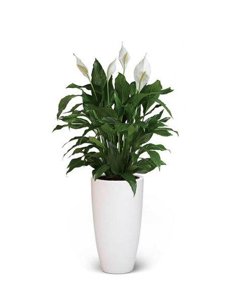 Elho | Spathiphyllum