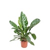 Anthurium Jungle King L