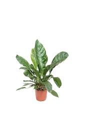 Anthurium Jungle King L