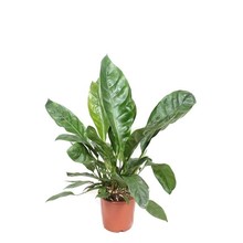 Anthurium Jungle King L