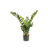 Zamioculcas smaragd kunstplant