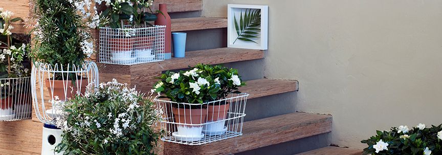 Woonplanten van februari: winterbloeiers