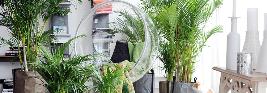 Kamerplant trends voor het voorjaar van 2018