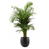 Goudpalm Areca In Bloempot Balloon