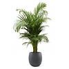 Goudpalm Areca In Bloempot Balloon