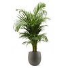 Goudpalm Areca In Bloempot Balloon