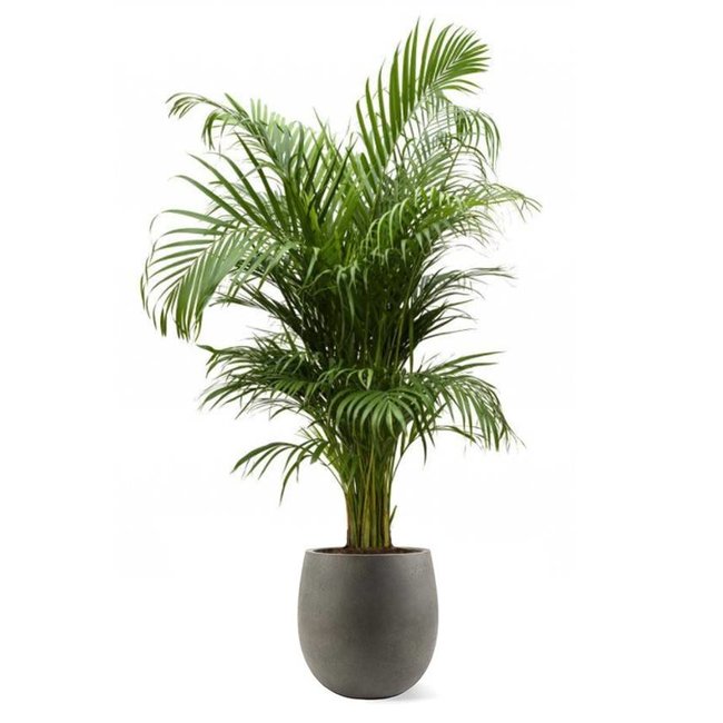 Goudpalm Areca In Bloempot Balloon