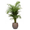 Goudpalm Areca In Bloempot Balloon