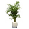 Goudpalm Areca In Bloempot Balloon