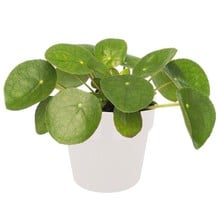 Elho Pilea