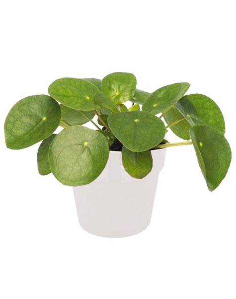 Elho Pilea