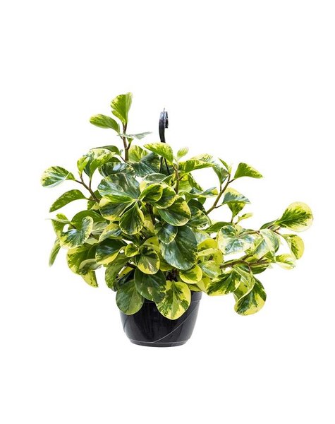 Peperomia