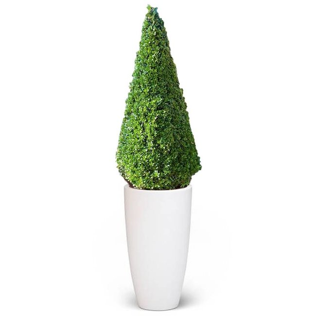 Buxus sempervirens In Pure Soft