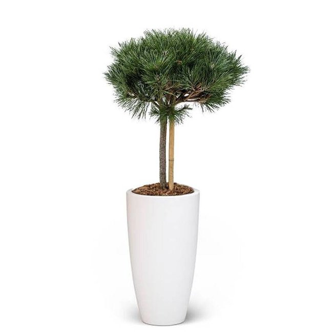 Pinus nigra In Pure Soft