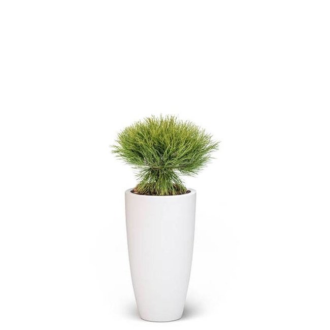 Pinus Bregon Naaldboom In Pure Soft