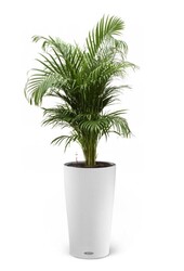 Goudpalm in Zelfwatergevende pot