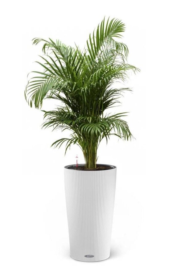 Goudpalm in Zelfwatergevende pot