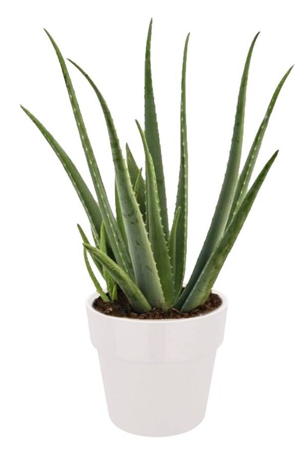 Aloe Vera plant in Elho