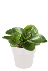 Peperomia dwergpeper in B.For Soft